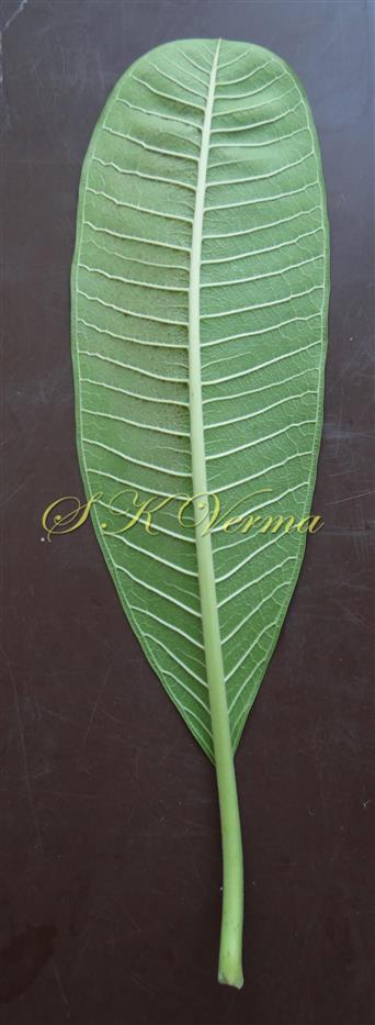  Leaf (Abaxial view)